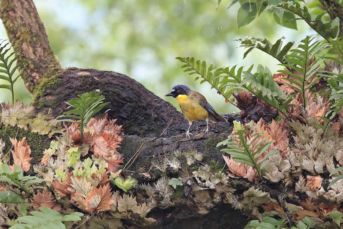Blue-crowned Laughingthrush - ML205622851