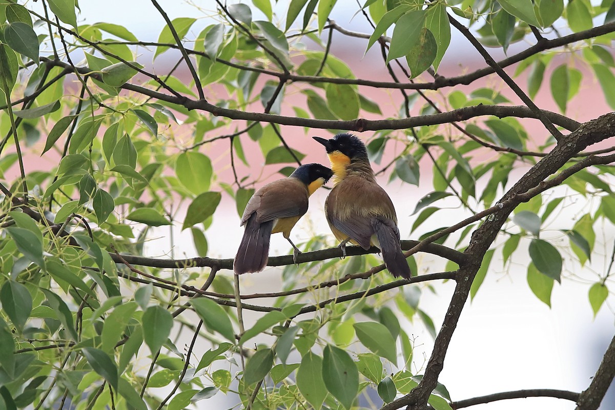 Blue-crowned Laughingthrush - ML205622861