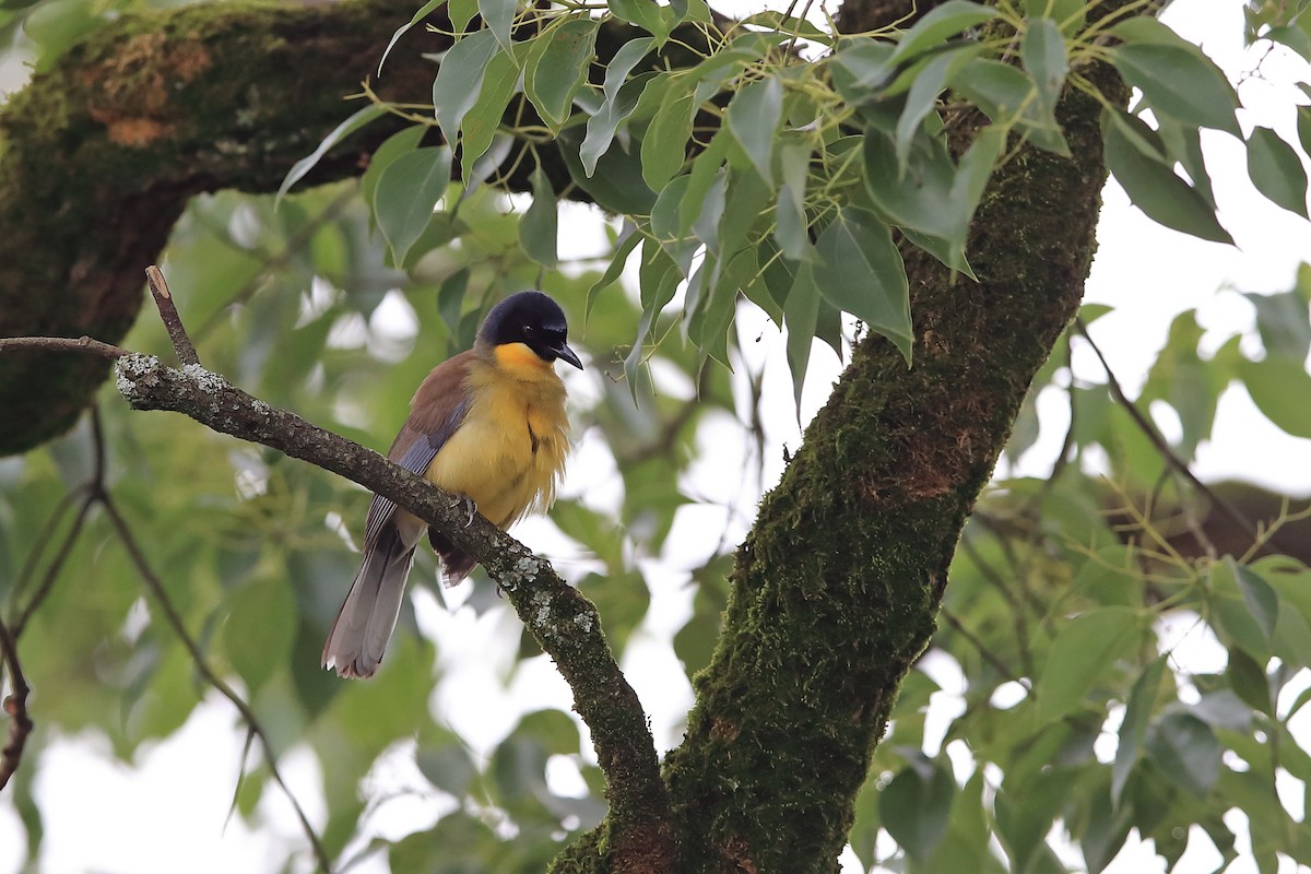 Blue-crowned Laughingthrush - ML205622891