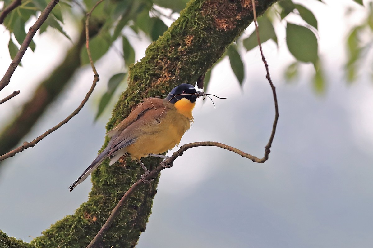 Blue-crowned Laughingthrush - ML205622901
