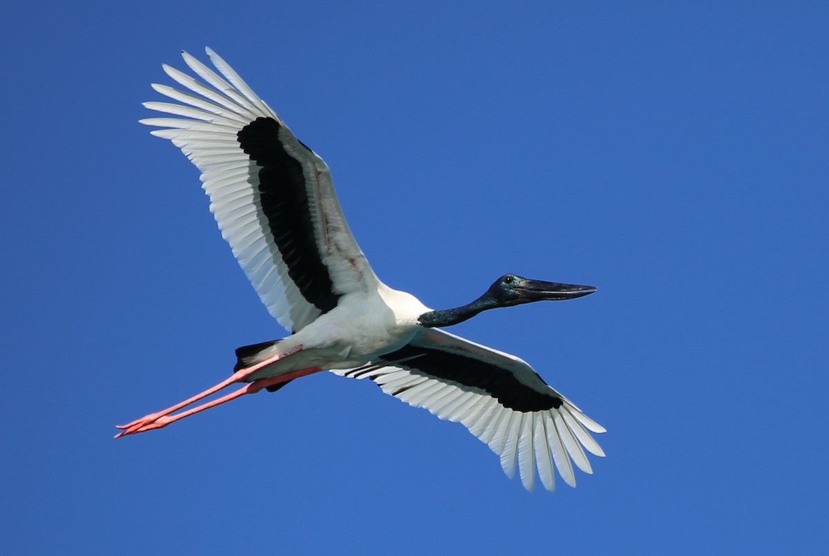 Black-necked Stork - Holger Woyt