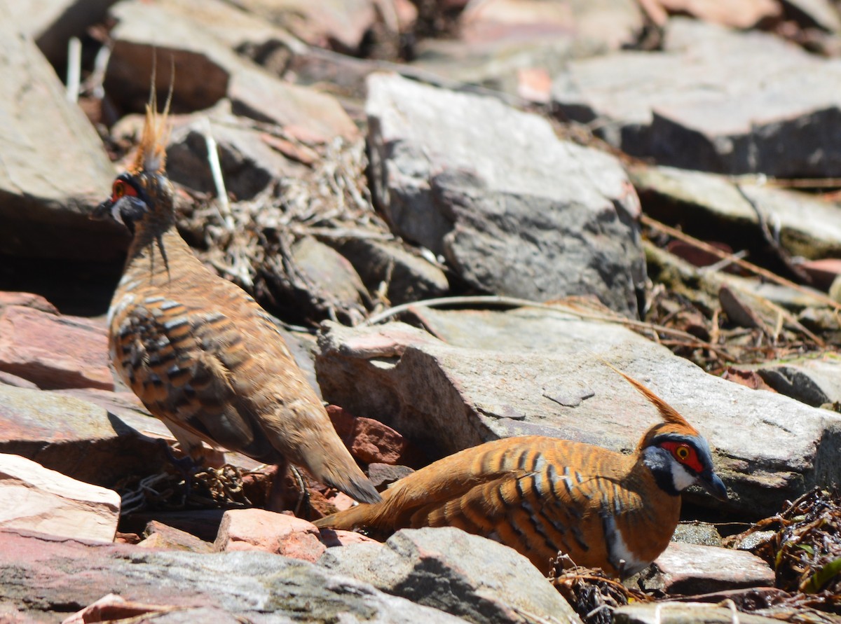 Spinifex Pigeon (White-bellied) - ML205623281