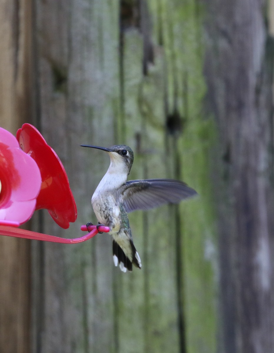 Ruby-throated Hummingbird - Richard Greenhalgh