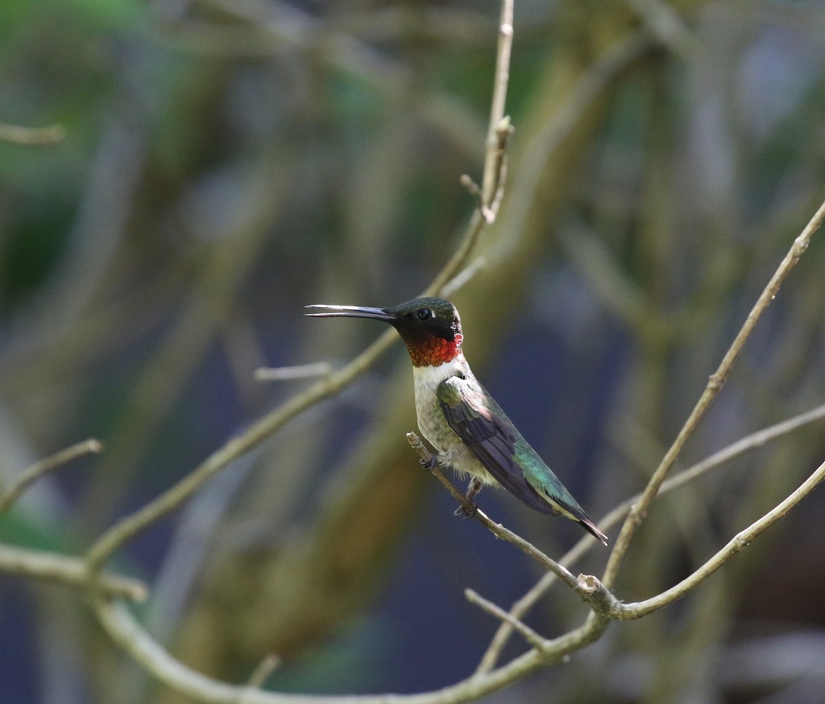 Ruby-throated Hummingbird - Richard Greenhalgh