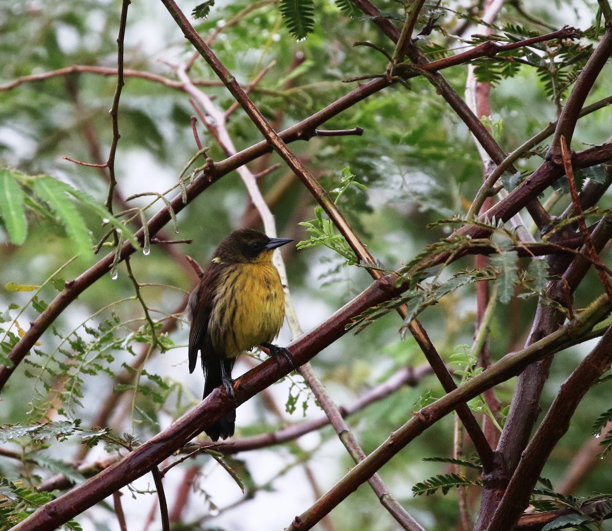 Unicolored Blackbird (Yellow-breasted) - ML205623461