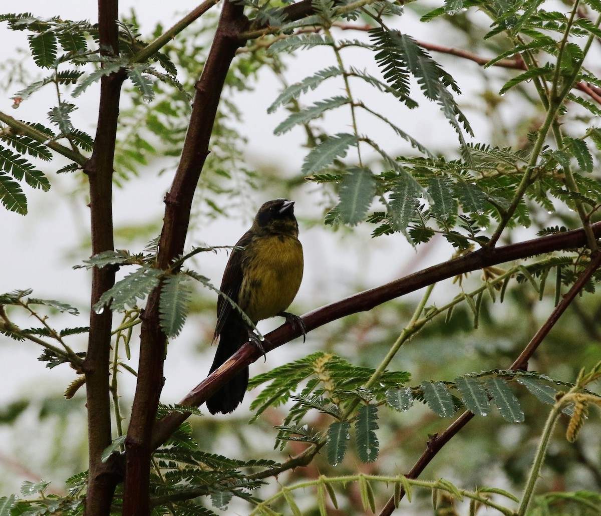 Unicolored Blackbird (Yellow-breasted) - Richard Greenhalgh