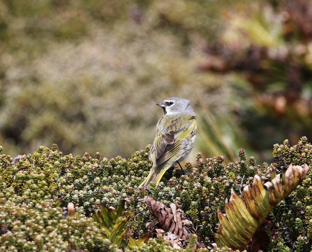 White-bridled Finch (Falkland) - ML205624001