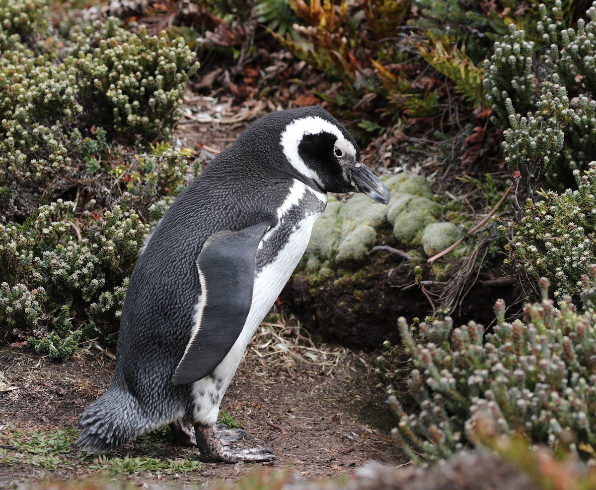 Magellanic Penguin - Richard Greenhalgh