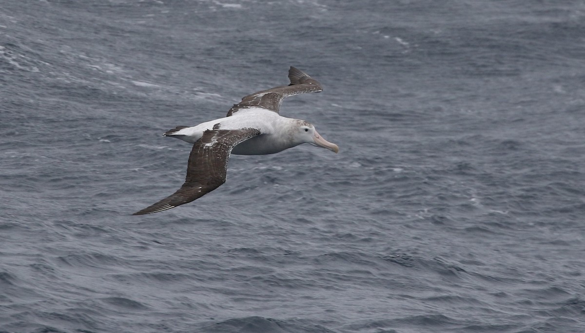 Snowy Albatross - Richard Greenhalgh