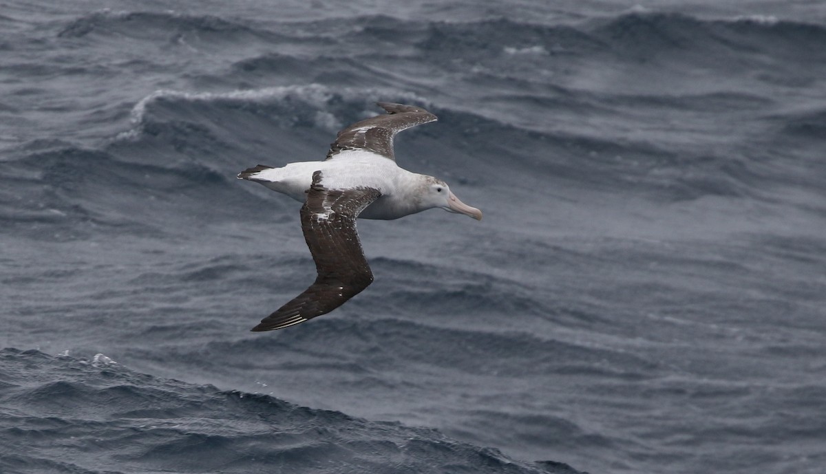 Snowy Albatross - Richard Greenhalgh