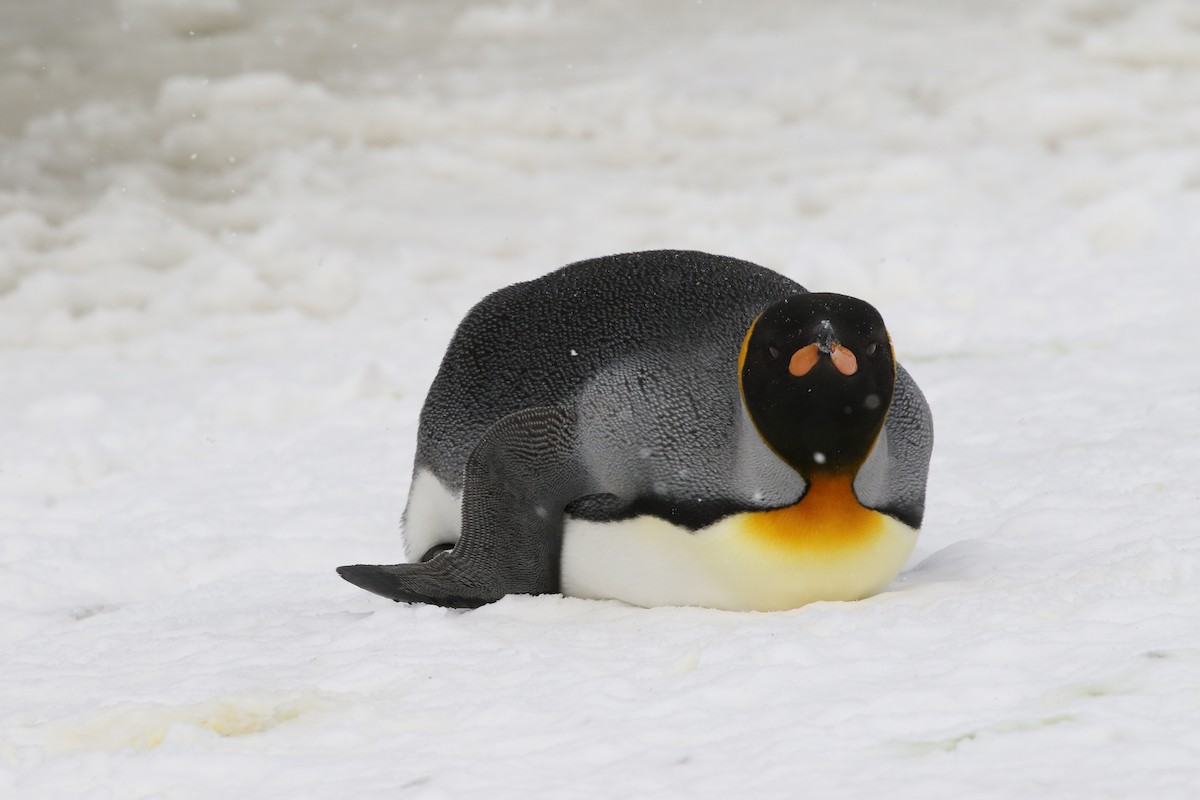 King Penguin - Richard Greenhalgh