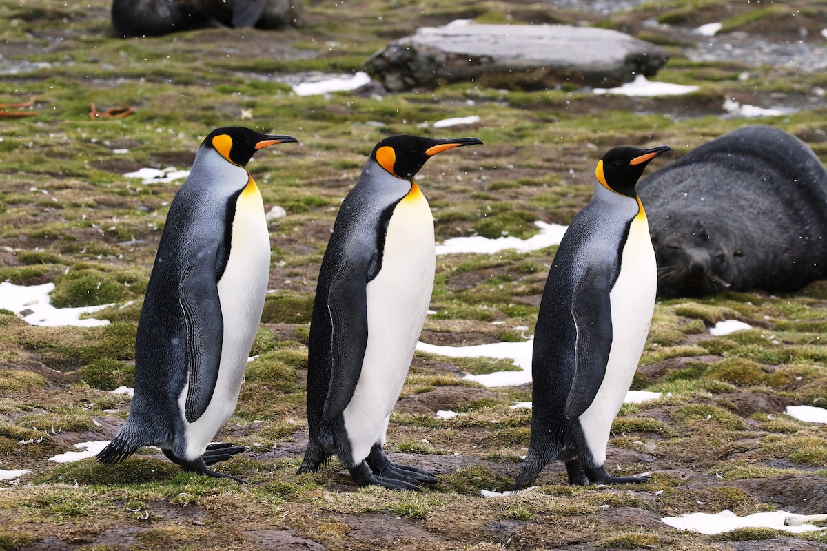 tučňák patagonský - ML205624521