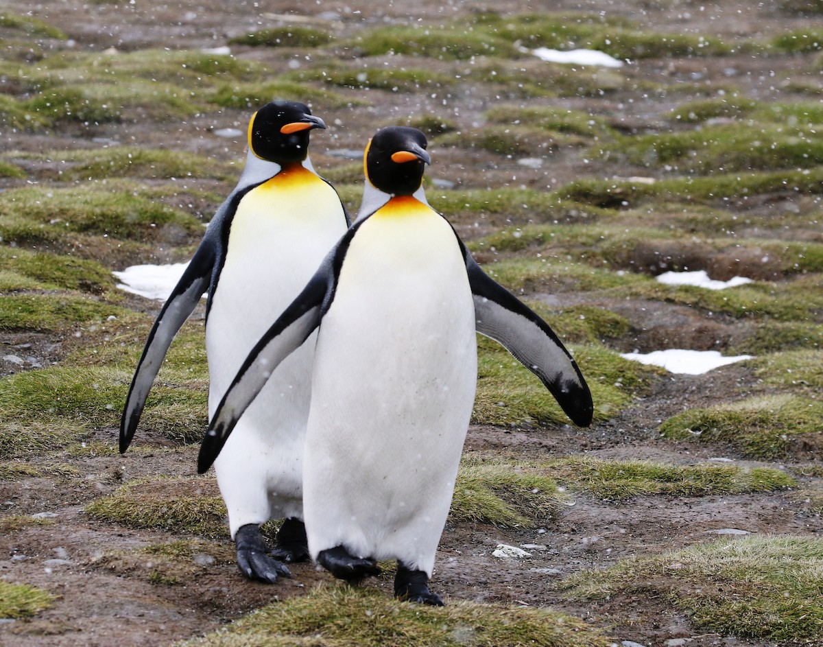 tučňák patagonský - ML205624551