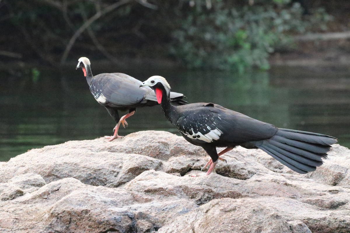 Red-throated Piping-Guan (White-crested) - Richard Greenhalgh