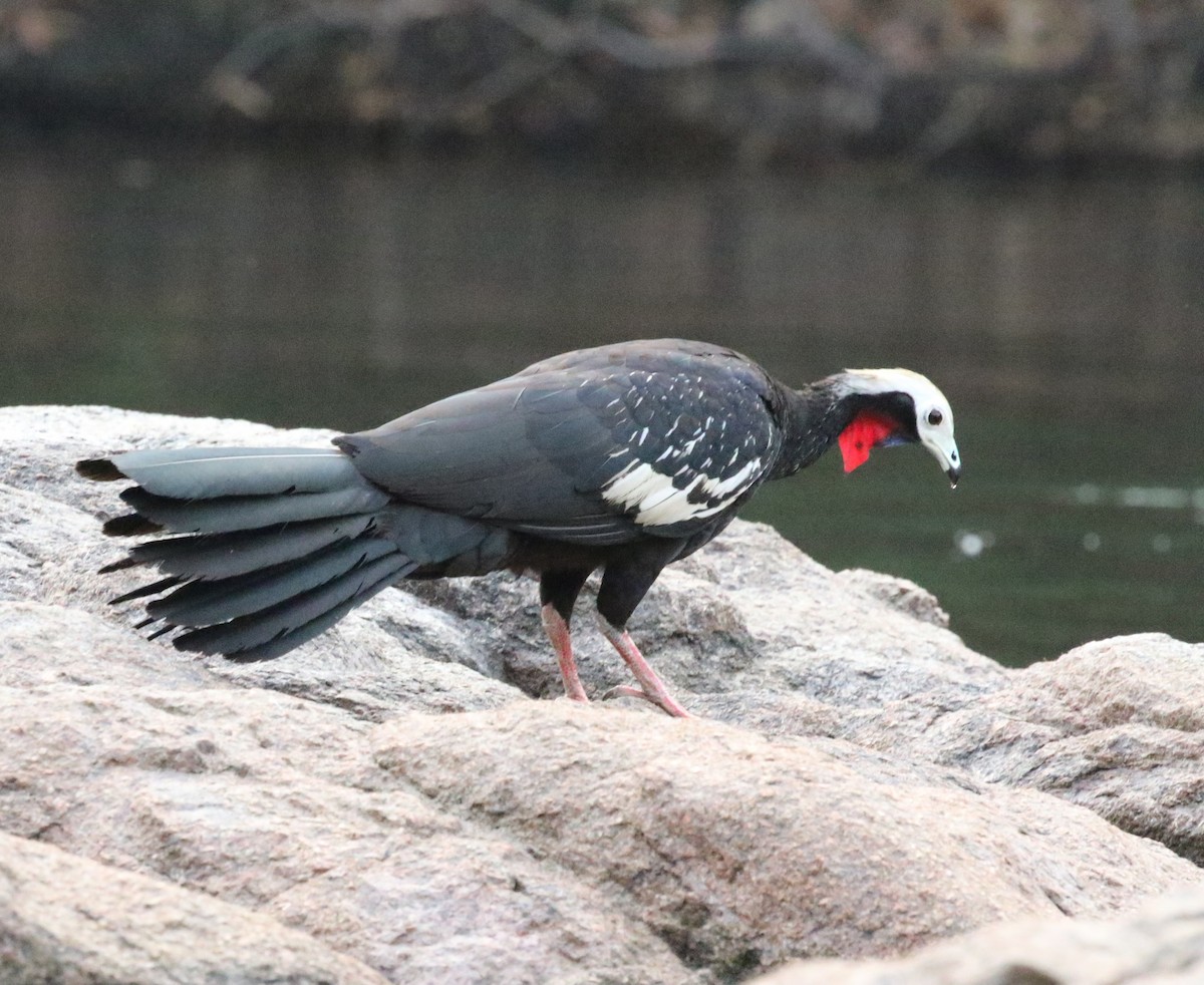 Red-throated Piping-Guan (White-crested) - Richard Greenhalgh