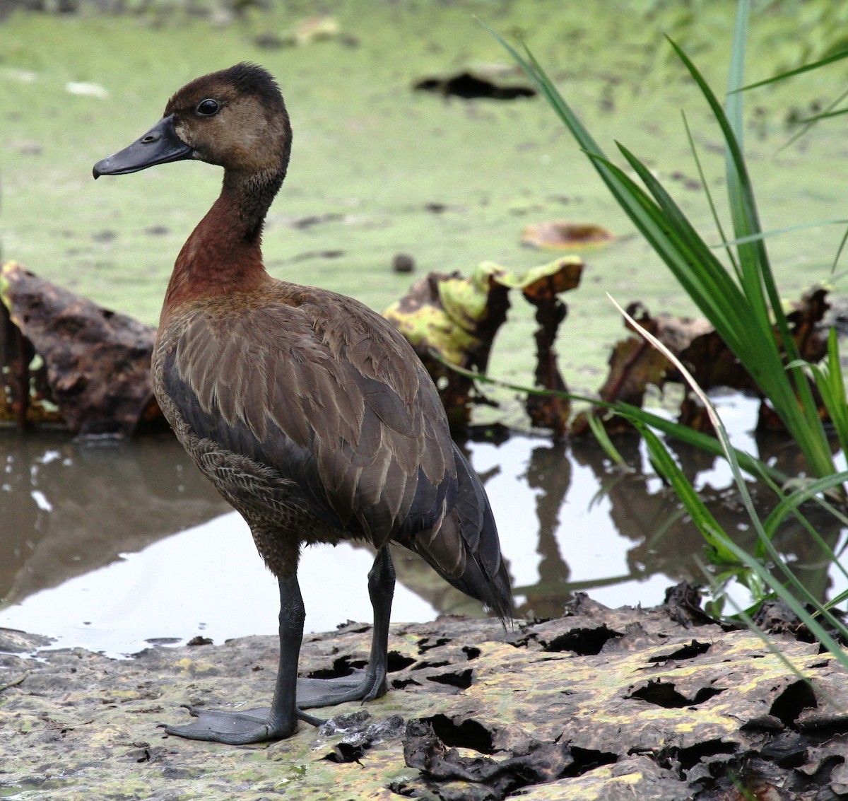 White-faced Whistling-Duck - Richard Greenhalgh