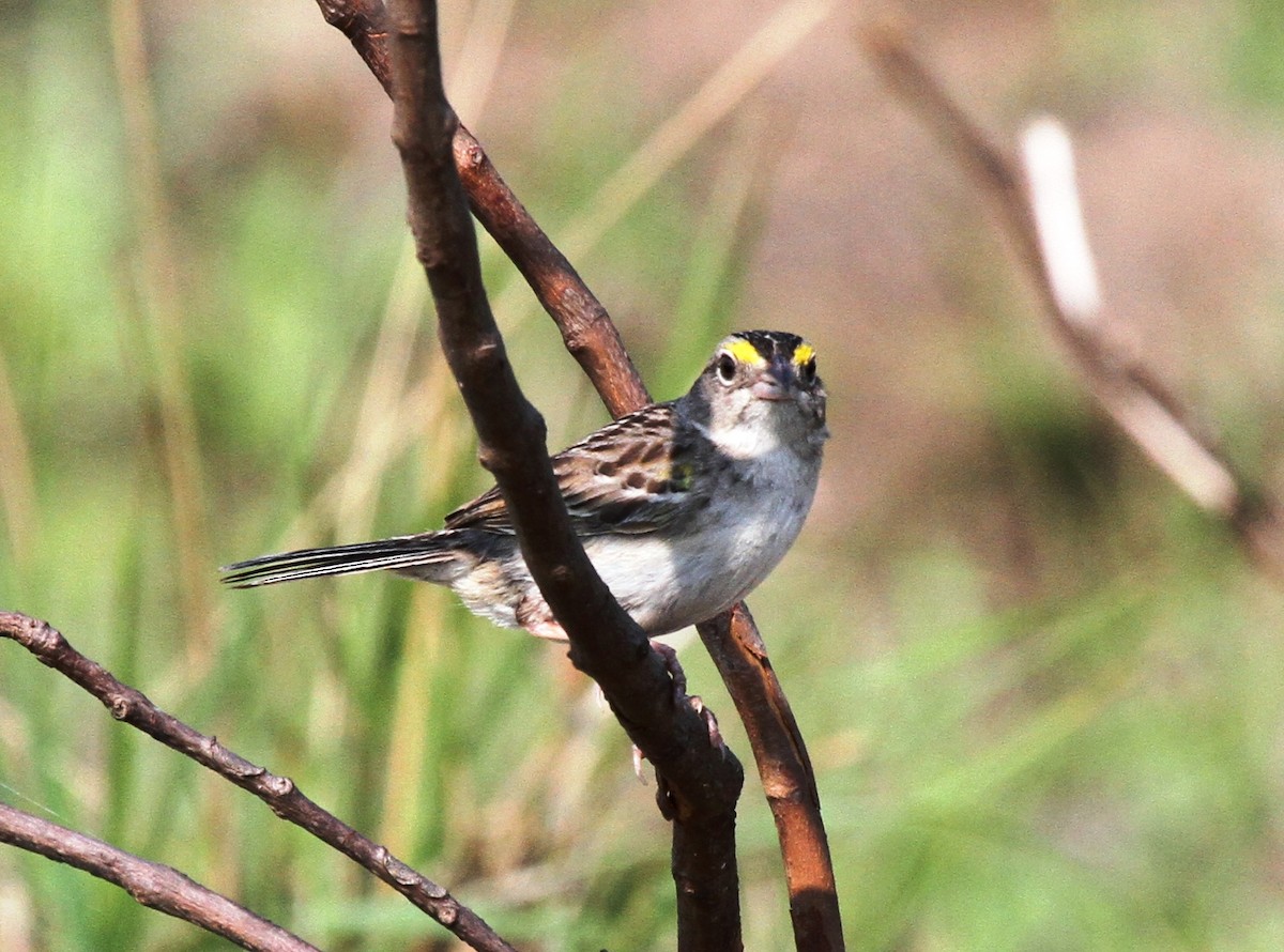 Grassland Sparrow - ML205625381