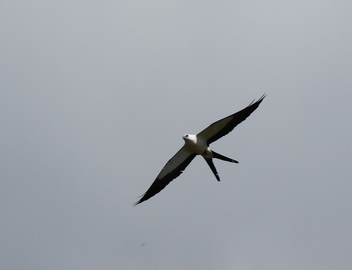 Swallow-tailed Kite - Richard Greenhalgh