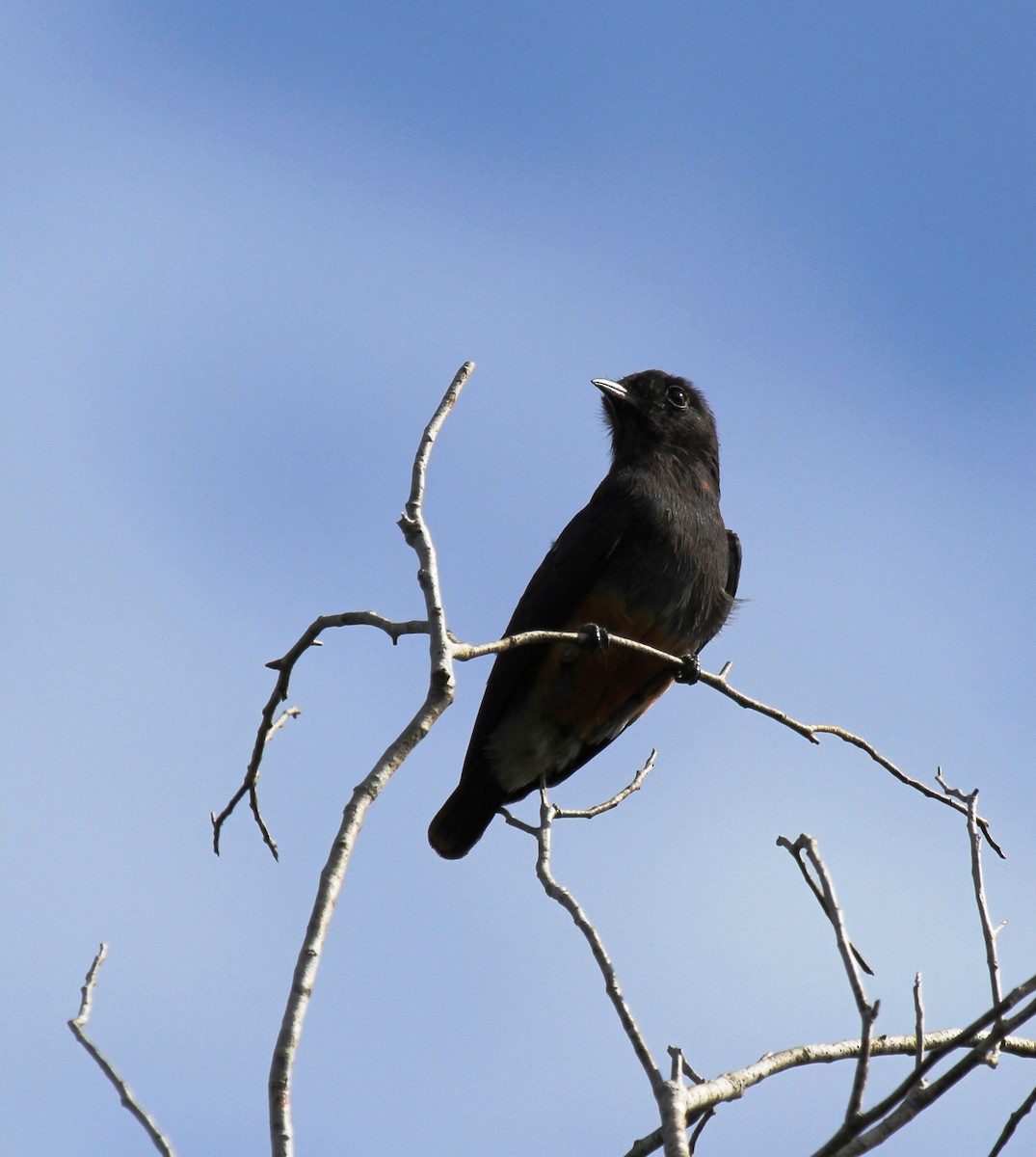Swallow-winged Puffbird - Richard Greenhalgh