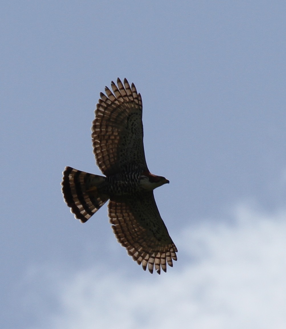 Ornate Hawk-Eagle - Richard Greenhalgh