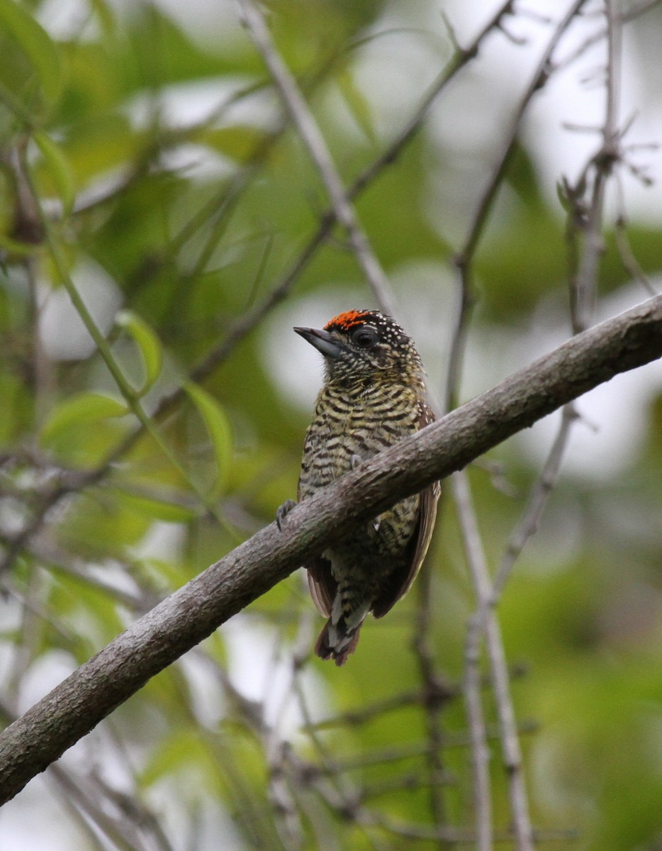 Golden-spangled Piculet (Undulated) - Richard Greenhalgh