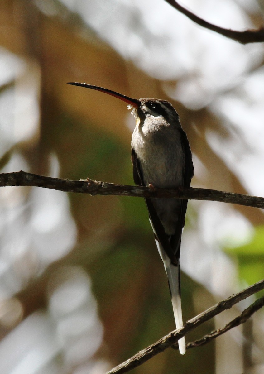 Sooty-capped Hermit - ML205625701