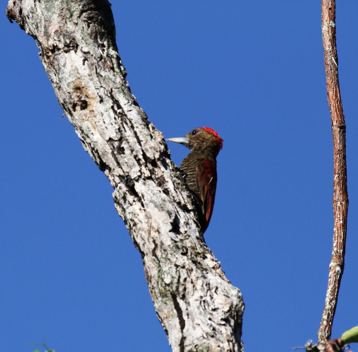 Blood-colored Woodpecker - ML205625711