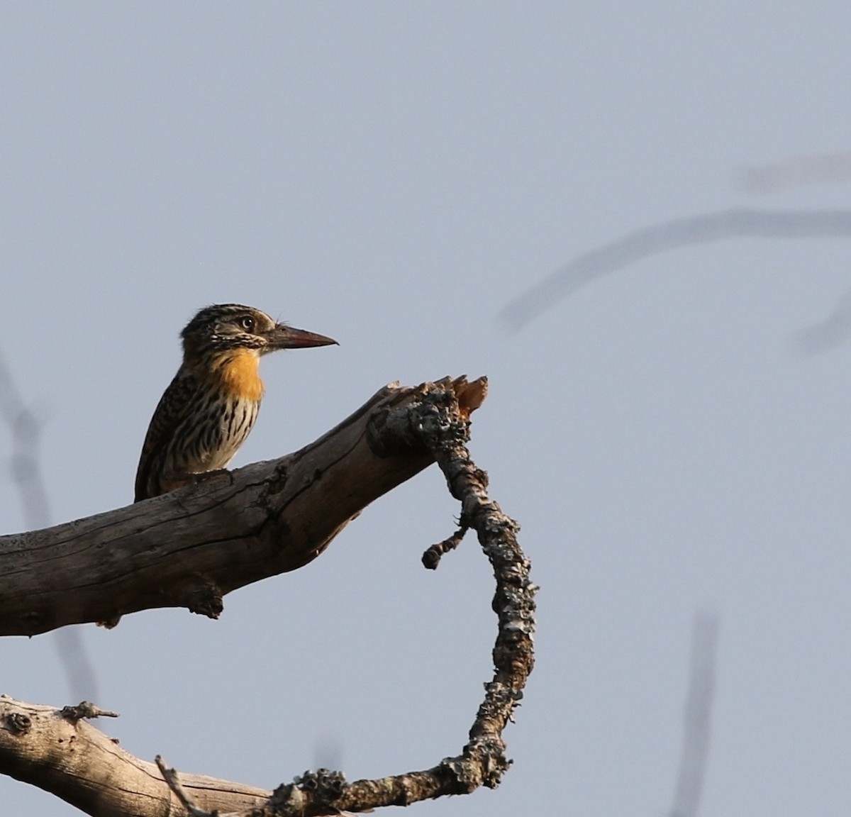 Spot-backed Puffbird (Chaco) - Richard Greenhalgh