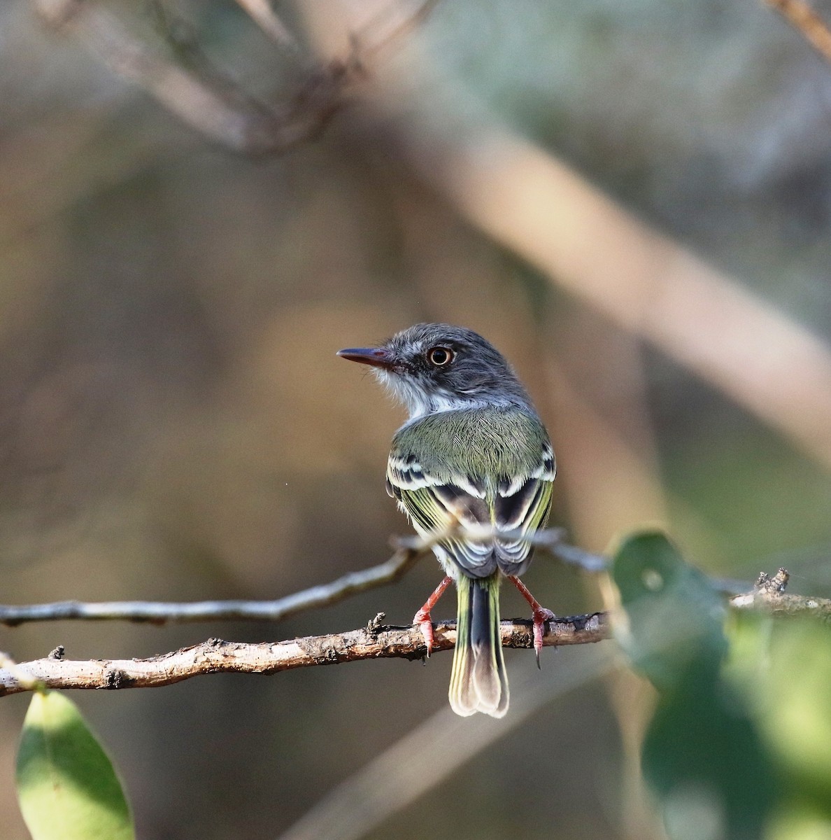 Pearly-vented Tody-Tyrant - ML205626081