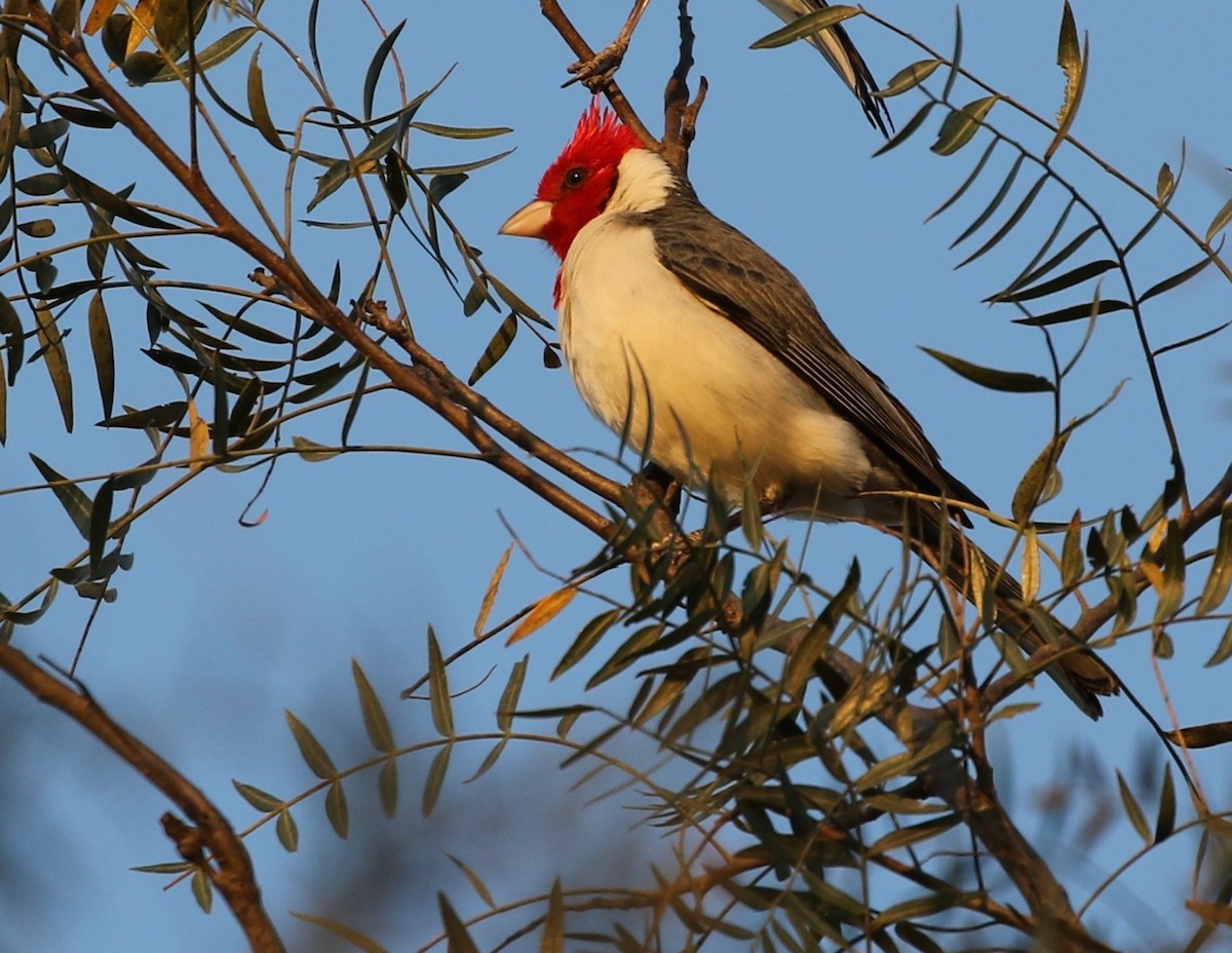 Red-crested Cardinal - Richard Greenhalgh