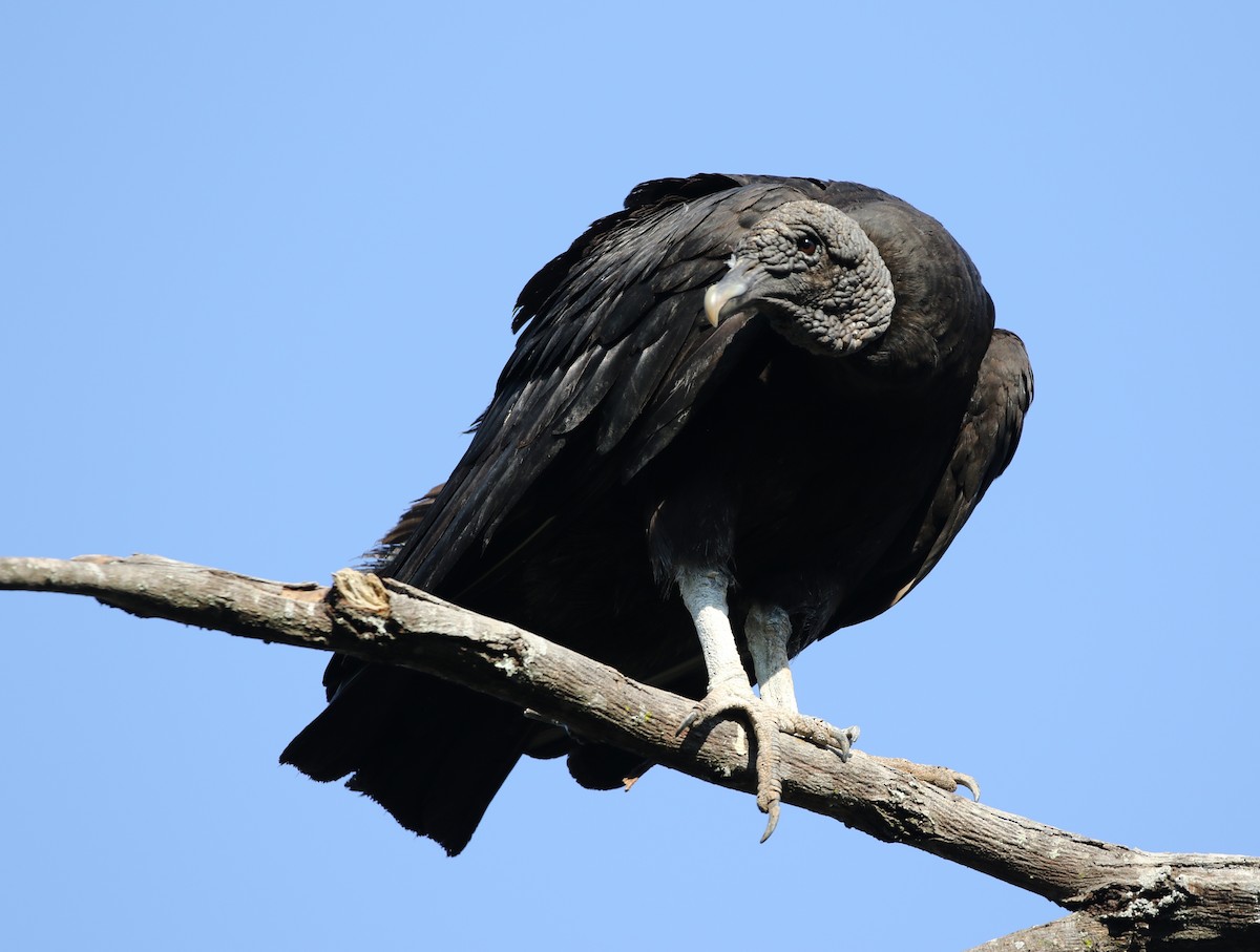 Black Vulture - ML205626191