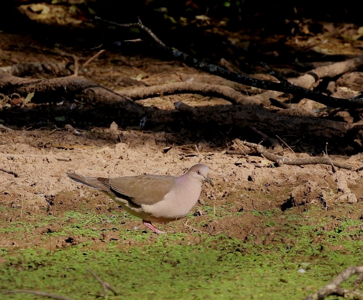 White-tipped Dove (brasiliensis Group) - ML205626201