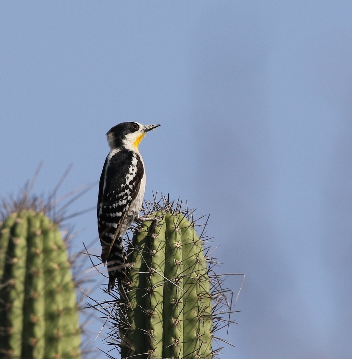 White-fronted Woodpecker - ML205626221