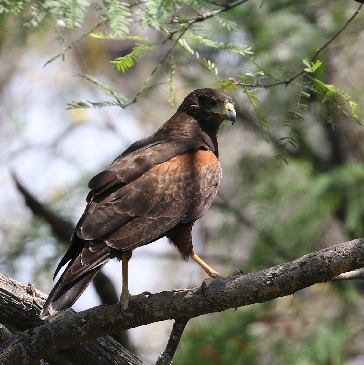 Harris's Hawk (Bay-winged) - Richard Greenhalgh