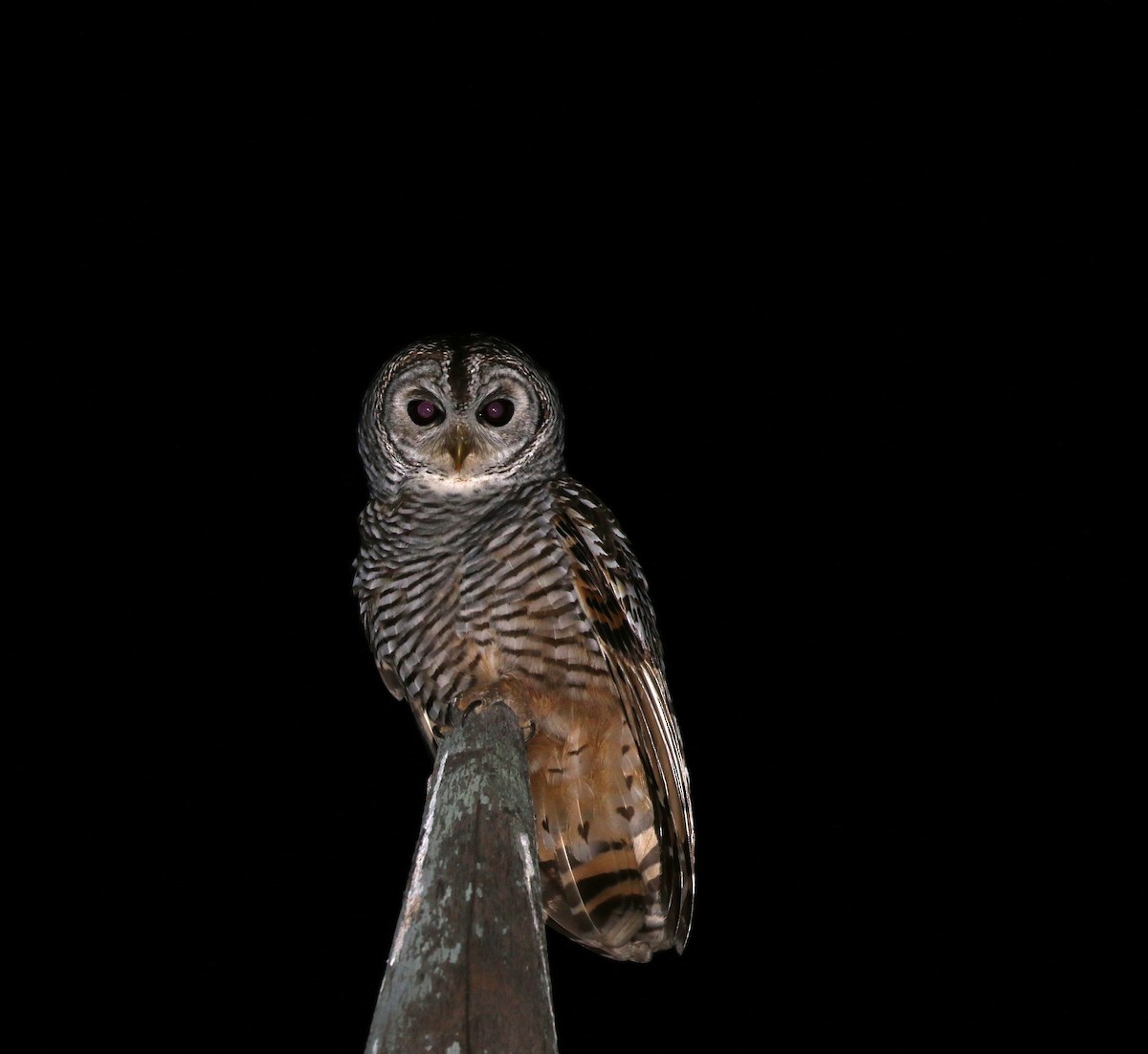 Chaco Owl - Richard Greenhalgh