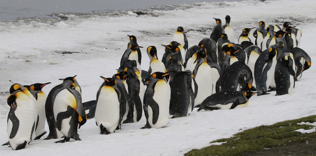 tučňák patagonský - ML205626601