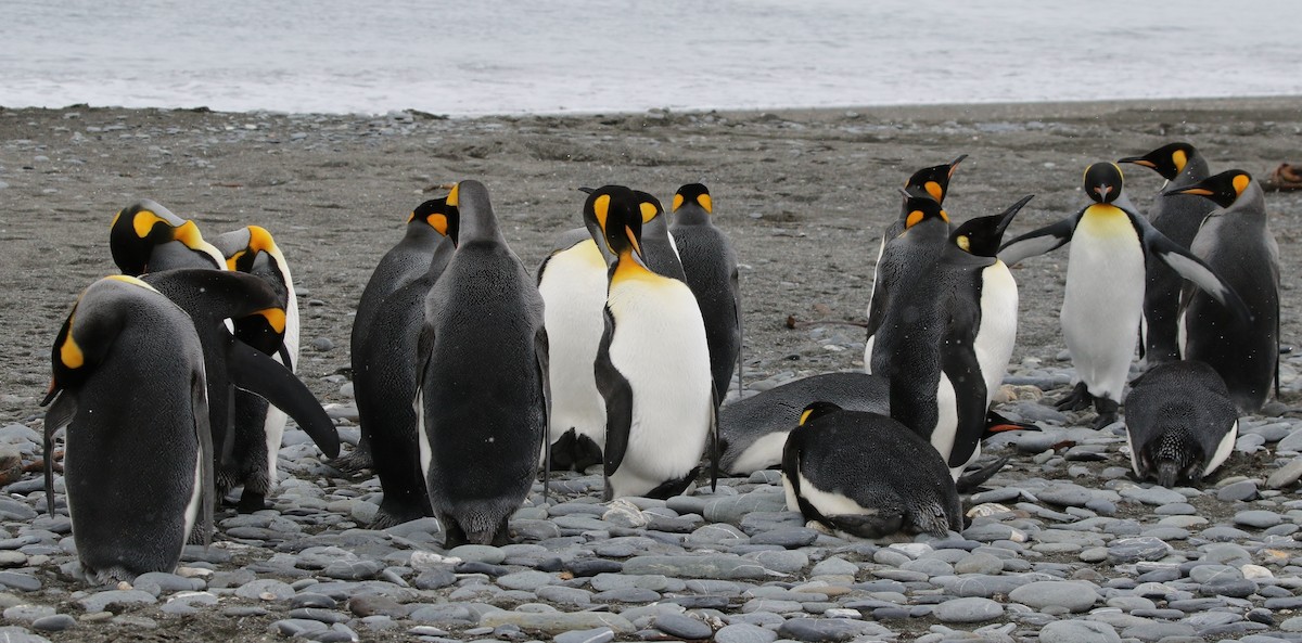 tučňák patagonský - ML205626621
