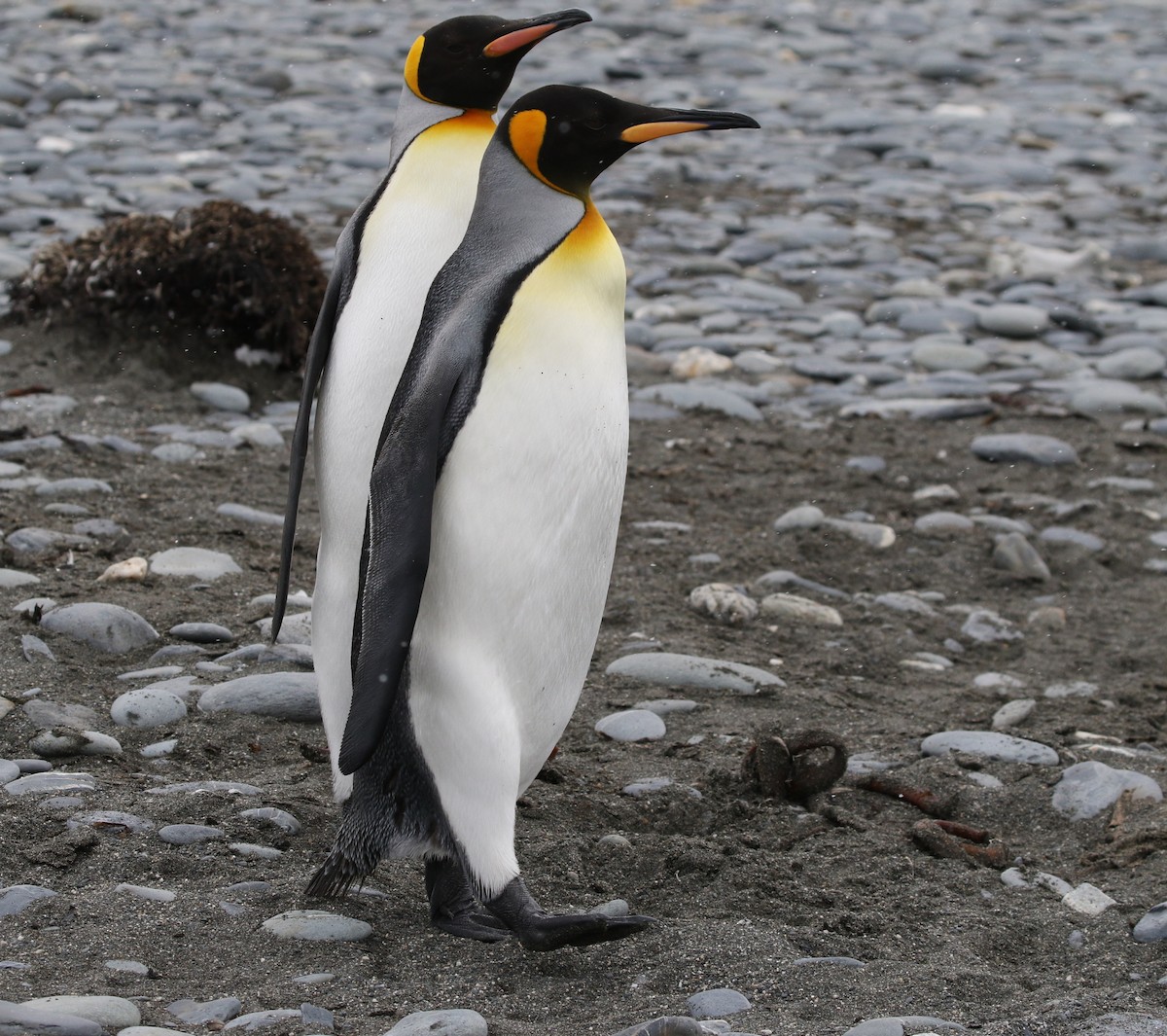 tučňák patagonský - ML205626641