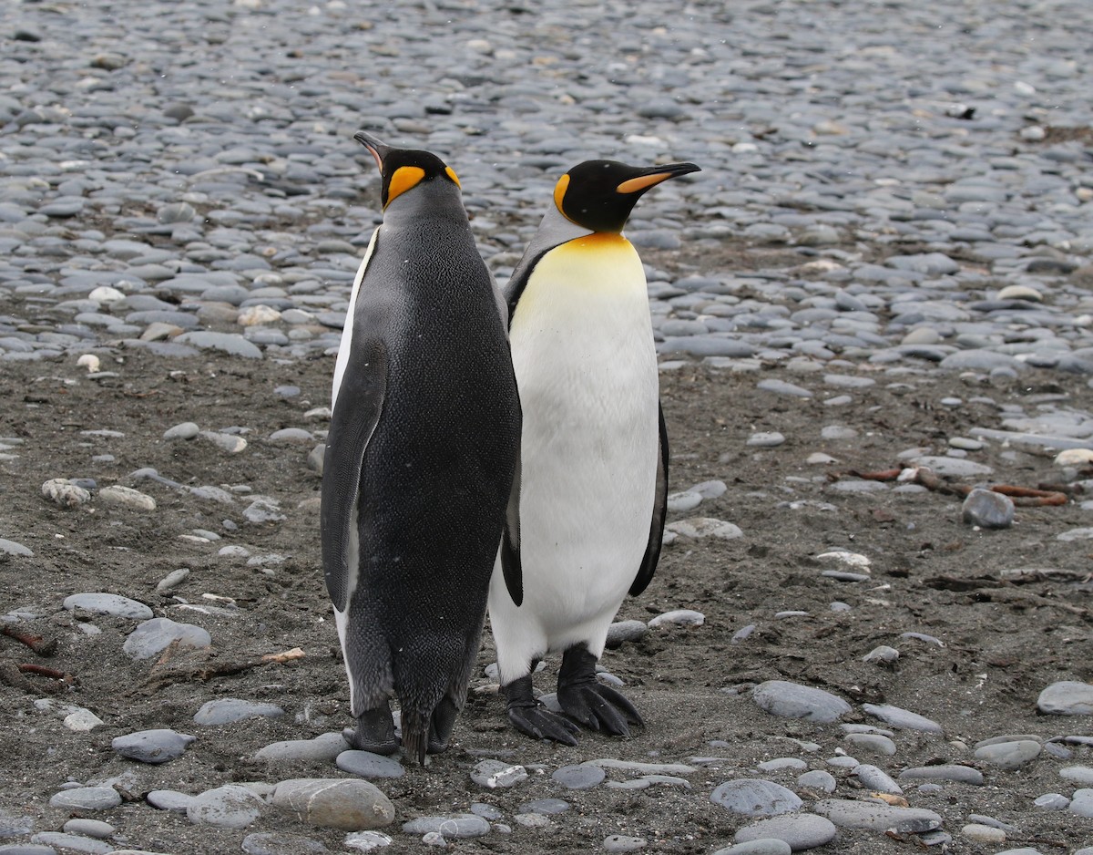 tučňák patagonský - ML205626661