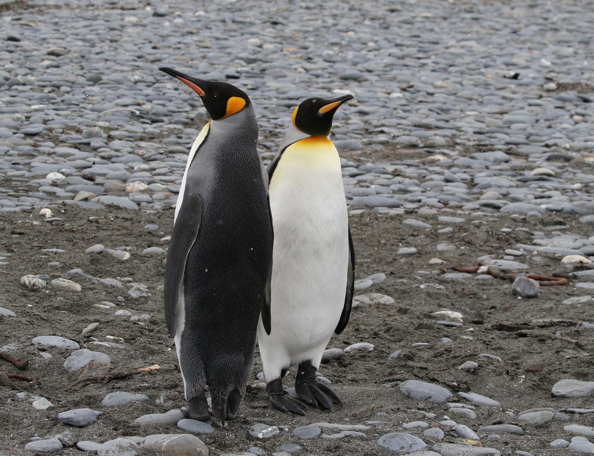 tučňák patagonský - ML205626681