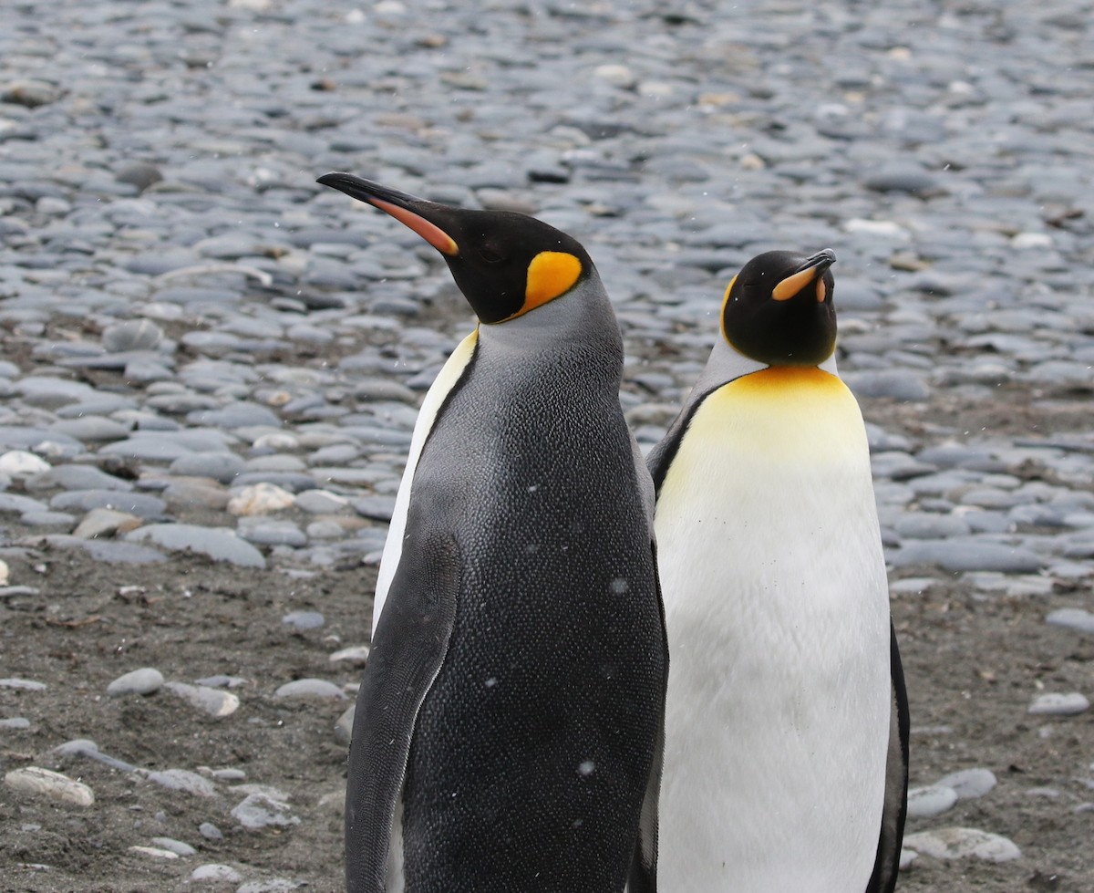 tučňák patagonský - ML205626691