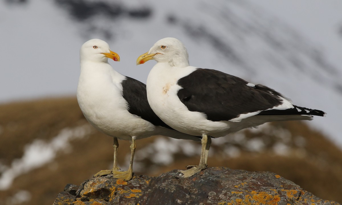 Kelp Gull (austrinus) - Richard Greenhalgh