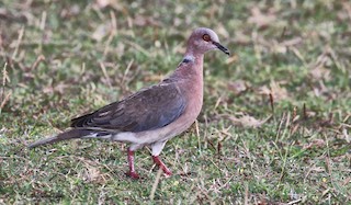 Sunda Collared-Dove, ML205627181