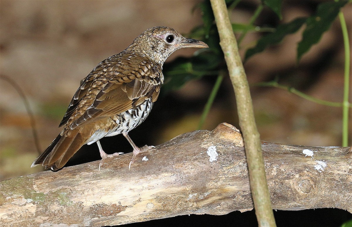 Russet-tailed Thrush (Russet-tailed) - ML205627611