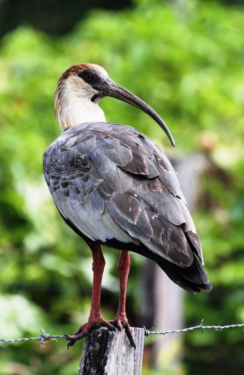Buff-necked Ibis - Richard Greenhalgh
