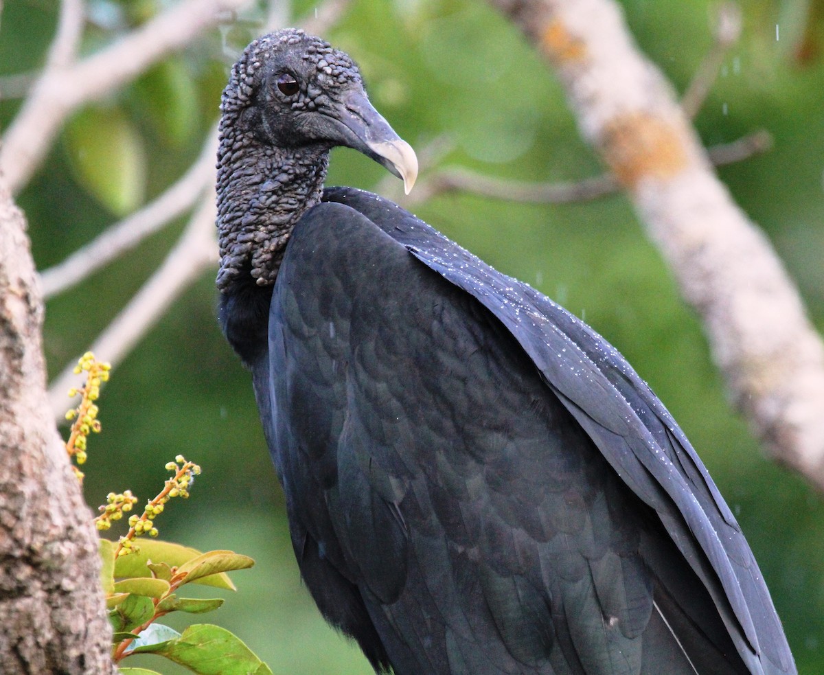Black Vulture - Richard Greenhalgh
