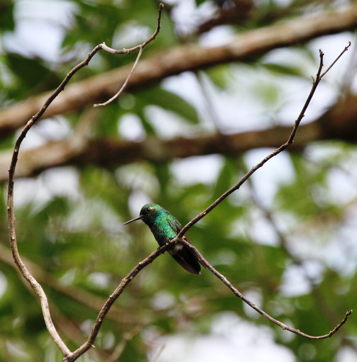 Blue-tailed Emerald - ML205628251