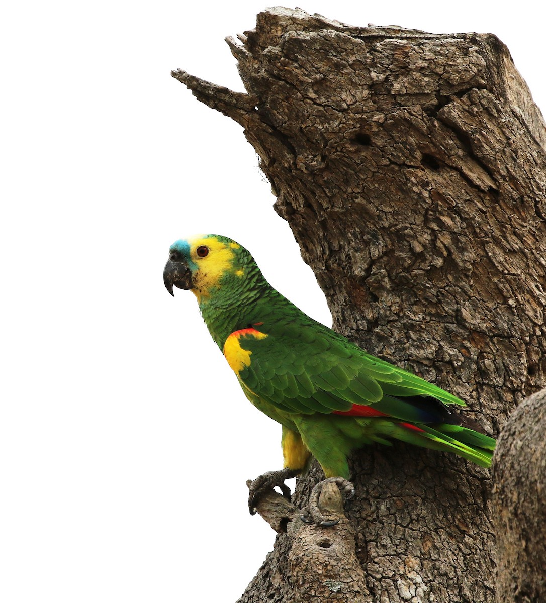 Turquoise-fronted Parrot - ML205628301