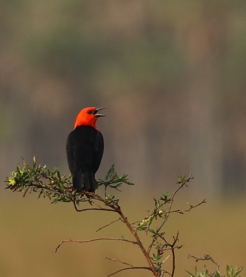 Scarlet-headed Blackbird - Richard Greenhalgh