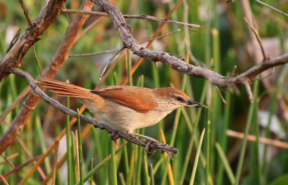 Yellow-chinned Spinetail - Richard Greenhalgh